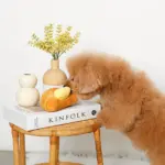 クロワッサンとバターのノーズワークぬいぐるみ - 画像 (5)