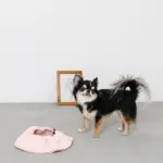 ノーズワーク2wayマット - 画像 (10)