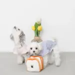 ノーズワーク食パン3SET - 画像 (4)