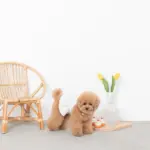 シリコンカップケーキ - 画像 (5)