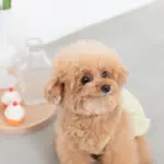 シリコンカップケーキ - 画像 (7)