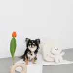 白いイヌさん - 画像 (5)