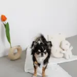 白いイヌさん - 画像 (6)