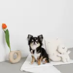 白いイヌさん - 画像 (8)