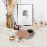 ノーズワークホットケーキ - 画像 (5)