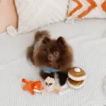 ノーズワークホットケーキ - 画像 (6)