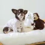 コーデュロイのひつじさん - 画像 (3)