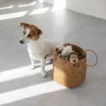 コーデュロイのサルさん - 画像 (4)