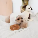 ドーナツおもちゃ - 画像 (6)