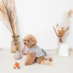 ちいさなキツネさん - 画像 (3)