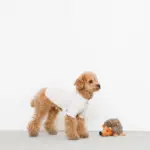 はりねずみさん - 画像 (2)