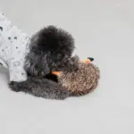 はりねずみさん - 画像 (3)