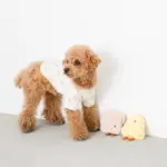 チーズちゃん - 画像 (3)