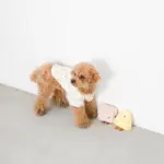 食パンちゃん - 画像 (4)