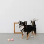 ノーズワークシリコンミニボール - 画像 (2)