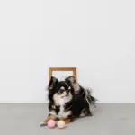 ノーズワークシリコンミニボール - 画像 (3)