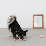 ノーズワークシリコンミニボール - 画像 (4)