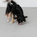 ノーズワークシリコンミニボール - 画像 (5)