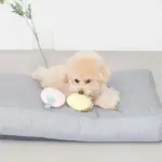 イチゴとパインのおもちゃ - 画像 (2)