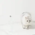 リボン付ビーズねこじゃらし - 画像 (3)