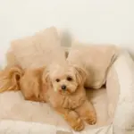 ソファーベッド【名入れ刺繍対応】 - 画像 (4)