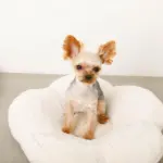 フラワーファークッションベッド - 画像 (6)