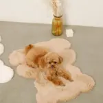 くまさんファーマット - 画像 (2)