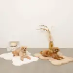 くまさんファーマット - 画像 (5)