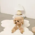 くまさんファーマット - 画像 (10)