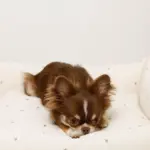 撥水お星さまとお月さま柄刺繍キルティングクッションベッド - 画像 (3)