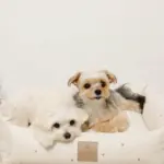 撥水お星さまとお月さま柄刺繍キルティングクッションベッド - 画像 (7)