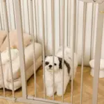 ペットケージ - 画像 (8)