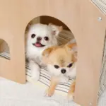 室内用ストライプペットハウス クッション付 - 画像 (4)