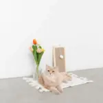 長方形壁掛け爪とぎマット - 画像 (3)