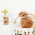 レトロ柄ウッド蓋ガラスキャニスター - 画像 (5)