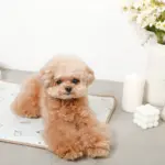 tomboniaコラボひんやりジェルマット - 画像 (5)