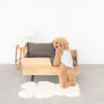 モダンクラシックペットベッド - 画像 (2)