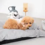 メランジペットマットベッド - 画像 (7)