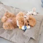 メランジペットマットベッド - 画像 (8)