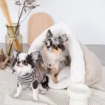 ドーム型ボアハウス - 画像 (6)