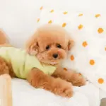 フラワークッション 横長 - 画像 (10)