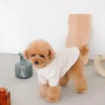 ウッドシェープトレイ - 画像 (5)