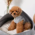 クッション付フェルトベッド - 画像 (10)