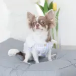 モダンドッグクッション - 画像 (3)