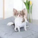 モダンドッグクッション - 画像 (5)