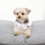 モダンドッグクッション - 画像 (7)