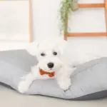 モダンドッグクッション - 画像 (10)