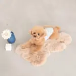 くまさんマット - 画像 (2)