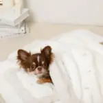 お星さまとお月さま柄お布団SET - 画像 (6)