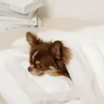 お星さまとお月さま柄お布団SET - 画像 (7)